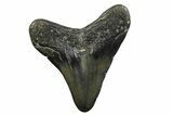 Juvenile Megalodon Tooth - North Carolina #354535-1